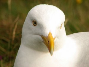 Herring Gull 3