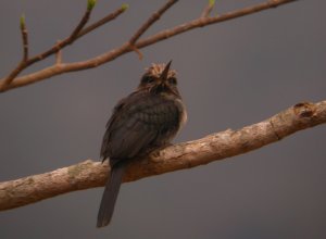 Three-toed Jacamar