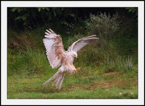 Leucistic red kite