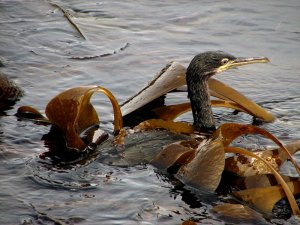 Juvenile Shag