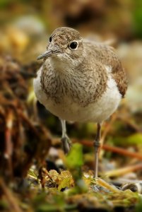 Common sandpiper