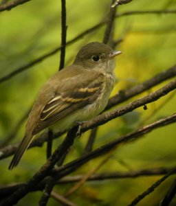 Alder Flycatcher