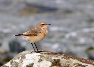 Lochside Wheatear