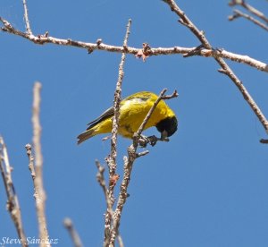 Hooded Siskin