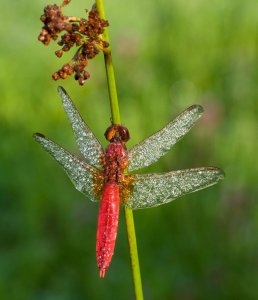 Red-veined Darter??