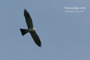 Mississippi Kite - eating on the wing