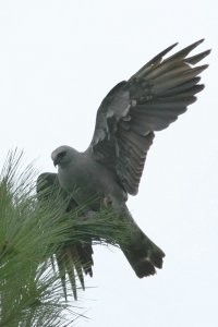 Mississippi Kite - eating in a tree