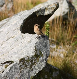 gemstone (wheatear)