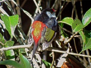 Pin-tailed Manakin