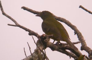 Black-and-gold Cotinga