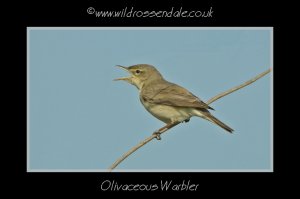 Olivaceous Warbler
