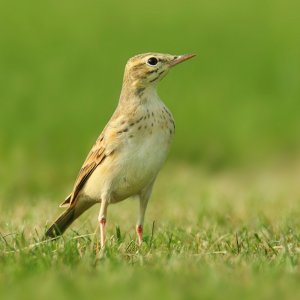 Tawny pipit