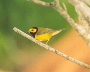 Hooded Warbler