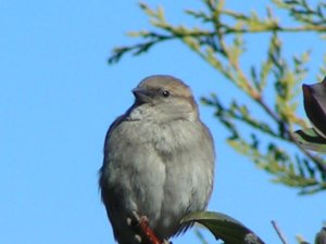 House Sparrow