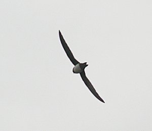 Alpine Swift