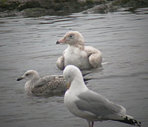 Glaucous Gull (1st summer)