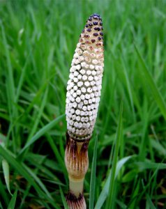 Wood Horsetail