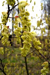 Stachyurus praecox