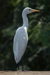 Cattle Egret