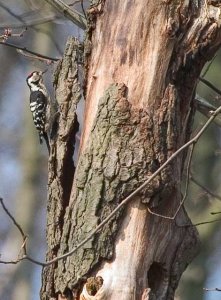 Lesser Spotted Woodpecker