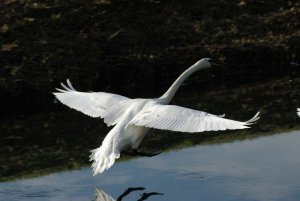 Landing swan