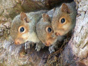 Three Baby Squirrels