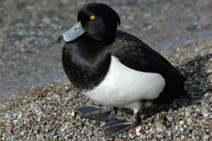 Tufted Duck