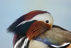 Mandarin Duck closeup