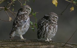 Little Owls