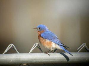 Eastern Bluebird