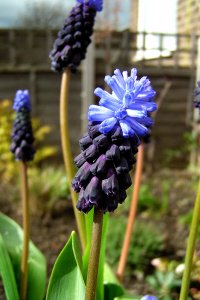 One-leaf Grape Hyacinth