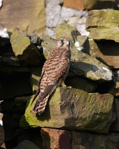 portrait  young kestrel