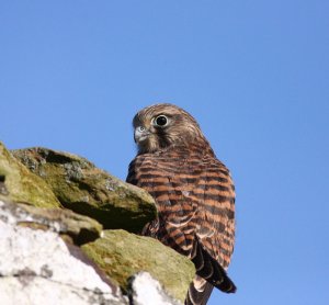 head +shoulder(young kestrel)