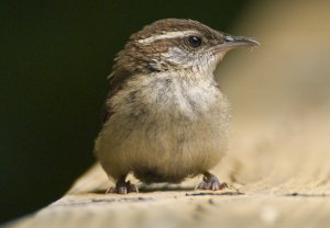 Carolina Wren