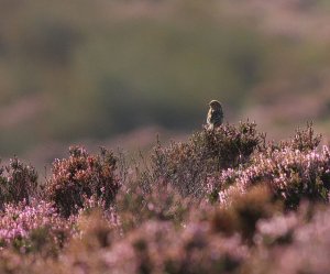 amongst the heather(meadow pipet)