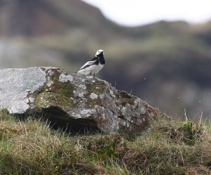 food for thought (piedwagtail )