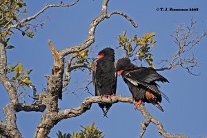 Bateleur, male and female