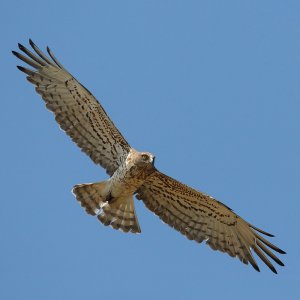 Short-toed eagle