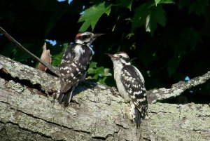 Downy Woodpecker with young