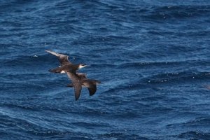 Yelkouan (Levantine) shearwater