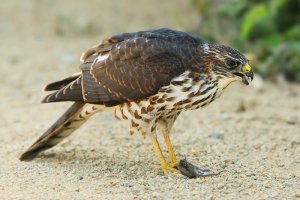 Levant sparrowhawk