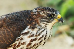 Levant sparrowhawk