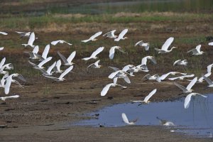 Cattle Egrets return for the winter