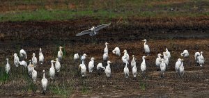 Cattle Egrets arrive