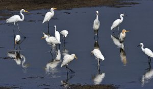 a mix of Egrets