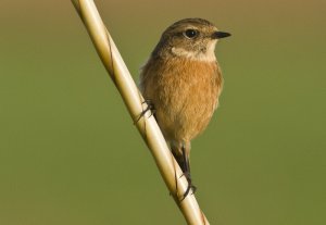 "Mama"  Stonechat