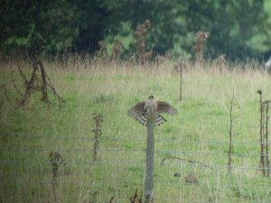 Sparrowhawk