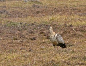 Black Faced Ibis