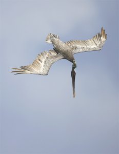 Brown Pelican