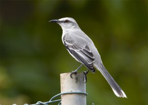 Tropical Mockingbird